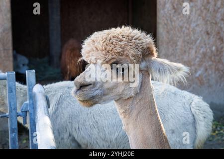 Alpaca (Vicugna pacos) in una stalla vicino a Domburg, Walcheren, Zelanda, Paesi Bassi. Alpaca Hof Zeelandia ad Aagtekerke vicino a Domburg si prende cura di malati e.. Foto Stock