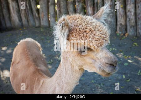 Alpaca (Vicugna pacos) in una stalla vicino a Domburg, Walcheren, Zelanda, Paesi Bassi. Alpaca Hof Zeelandia ad Aagtekerke vicino a Domburg si prende cura di malati e.. Foto Stock