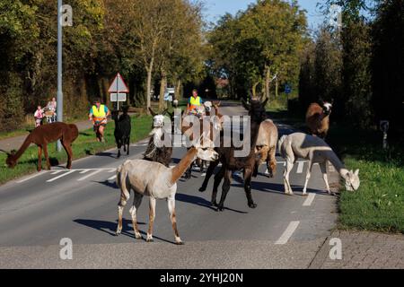 Gli alpaca (Vicugna pacos) e i lama (Lama glama) dell'Alpaca Farm Zeelandia ad Aagtekerke vicino a Domburg sono condotti attraverso una strada lungo il tragitto dall'idromele Foto Stock