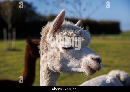 Alpaca (Vicugna pacos) su un prato vicino a Domburg, Walcheren, Zelanda, Paesi Bassi. Alpaca Hof Zeelandia ad Aagtekerke vicino a Domburg si prende cura di un malato Foto Stock