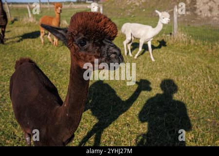 Alpaca (Vicugna pacos) su un prato vicino a Domburg, Walcheren, Zelanda, Paesi Bassi. Alpaca Hof Zeelandia ad Aagtekerke vicino a Domburg si prende cura di un malato Foto Stock