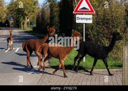 Gli alpaca (Vicugna pacos) della fattoria Alpaca Zeelandia ad Aagtekerke vicino a Domburg sono condotti attraverso una strada che va dal prato alla stalla, Walche Foto Stock