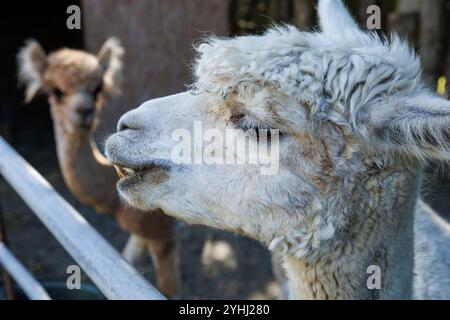 Alpaca (Vicugna pacos) in una stalla vicino a Domburg, Walcheren, Zelanda, Paesi Bassi. Alpaca Hof Zeelandia ad Aagtekerke vicino a Domburg si prende cura di malati e.. Foto Stock