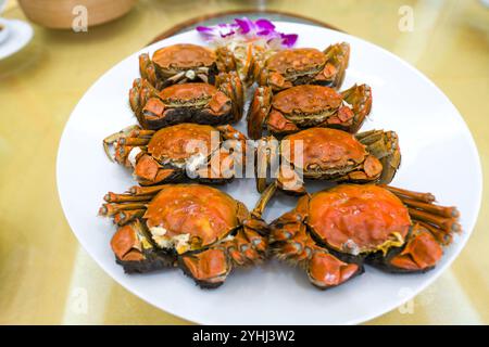 Il granchio di mitten cinese è una parte importante della cucina di Shanghai, il granchio al vapore maschile e femminile servito su un piatto bianco nel ristorante. Il granchio peloso Fes Foto Stock