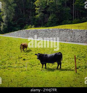 Mucche nere e marroni che pascolano in un prato vicino alla strada. Due mucche mangiano erba in campagna. Foto Stock