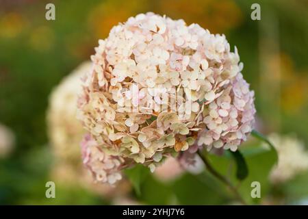 Hydrangea arborescens Candybelle Lollypop (Bubblegum) fiori in giardino Foto Stock