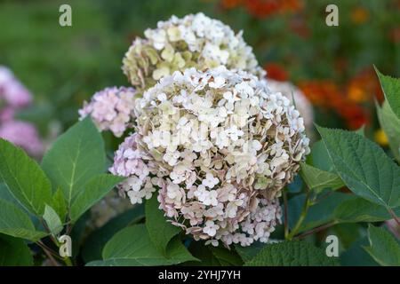 Hydrangea arborescens Candybelle Lollypop (Bubblegum) fiori in giardino Foto Stock