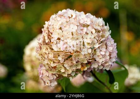 Hydrangea arborescens Candybelle Lollypop (Bubblegum) fiori in giardino Foto Stock