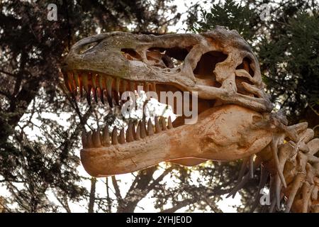 Primo piano di T Rex Dinosaur Skull Replica che mostra denti affilati alla luce del sole Foto Stock