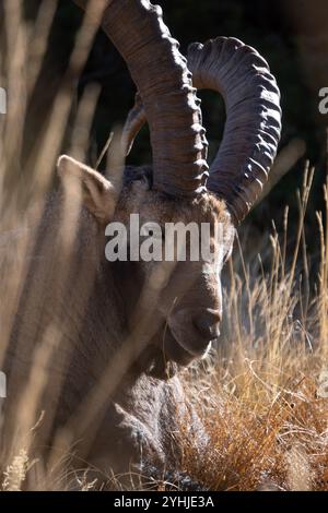 Un primo piano di uno stambecco alpino maschio che giace a terra tra erba alta. Foto Stock