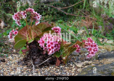 Bergenia crassifolia var. pacifica, orecchie di elefante coreano del Pacifico, dentate, foglie arrotondate tinto di rosso in inverno, fiori viola-rosa Foto Stock