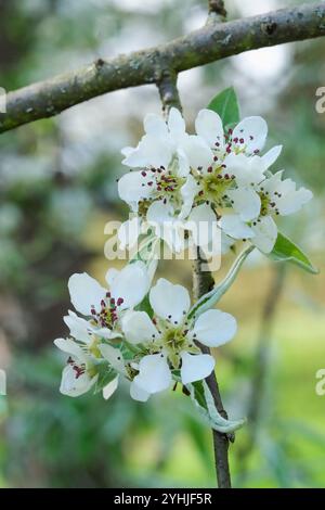 Pyrus nivalis, pere gialle, pere da neve, grappoli di fiori bianchi in primavera, Foto Stock