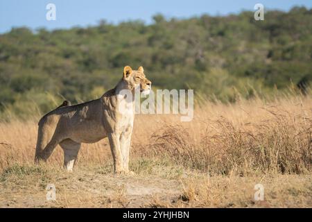 Leonessa alla caccia. Il leone femminile si trova sulla collina delle termiti in cerca di prede. Panthera leo. Parco nazionale del Chobe, Botswana, Africa Foto Stock