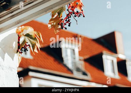 Vista dalla finestra aperta sull'accogliente architettura antica della città autunnale. Finestre sul mansarda del tetto. Uva selvatica con frutti di bosco. Tetto in piastrelle rosse. Dolce casa. Foto Stock