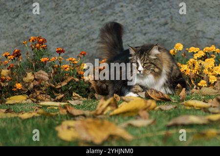 Gatto siberiano in giardino tra fiori e foglie autunnali, illuminato dai raggi del sole. Foto Stock