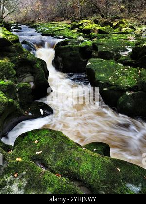 Rocce di Mossy intorno allo Strid sul fiume Wharfe a Strid Wood a Bolton Abbey, North Yorkshire, Inghilterra Foto Stock