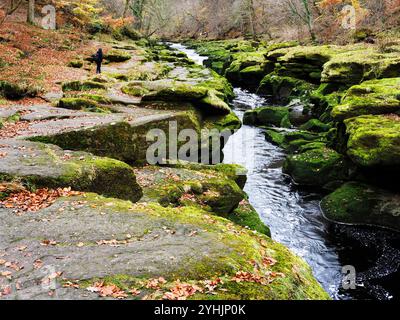 Lo Strid sul fiume Wharfe a Strid Wood in autunno a Bolton Abbey nel North Yorkshire in Inghilterra Foto Stock