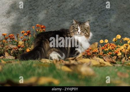 Gatto siberiano in giardino tra fiori e foglie autunnali, illuminato dai raggi del sole. Foto Stock