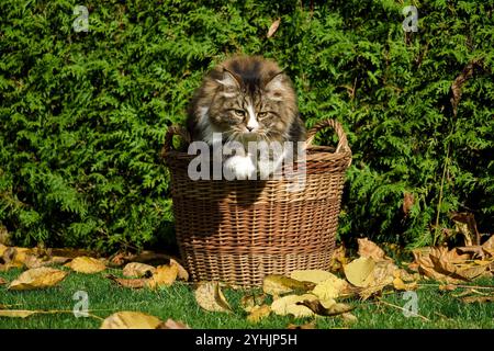 Gatto siberiano nascosto in un cesto di vimini in un giardino autunnale tra foglie e cespugli. Foto Stock