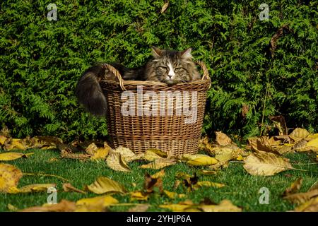 Gatto siberiano nascosto in un cesto di vimini in un giardino autunnale tra foglie e cespugli. Foto Stock