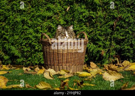 Gatto siberiano nascosto in un cesto di vimini in un giardino autunnale tra foglie e cespugli. Foto Stock