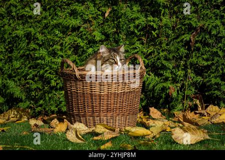 Gatto siberiano nascosto in un cesto di vimini in un giardino autunnale tra foglie e cespugli. Foto Stock