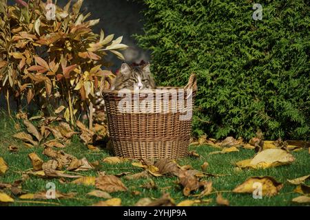 Gatto siberiano nascosto in un cesto di vimini in un giardino autunnale tra foglie e cespugli. Foto Stock