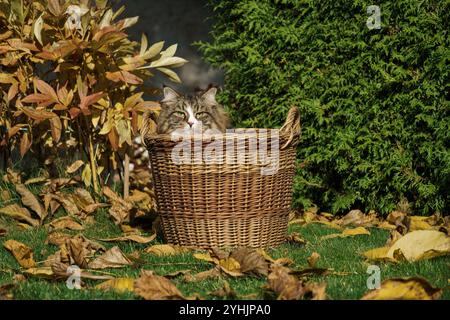 Gatto siberiano nascosto in un cesto di vimini in un giardino autunnale tra foglie e cespugli. Foto Stock