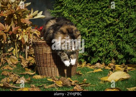 Gatto siberiano nascosto in un cesto di vimini in un giardino autunnale tra foglie e cespugli. Foto Stock