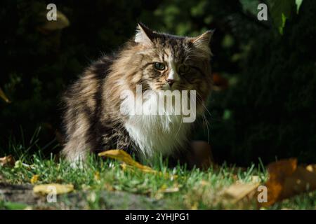 Gatto siberiano in giardino tra fiori e foglie autunnali, illuminato dai raggi del sole. Foto Stock