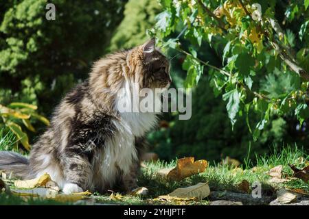 Gatto siberiano in giardino tra fiori e foglie autunnali, illuminato dai raggi del sole. Foto Stock