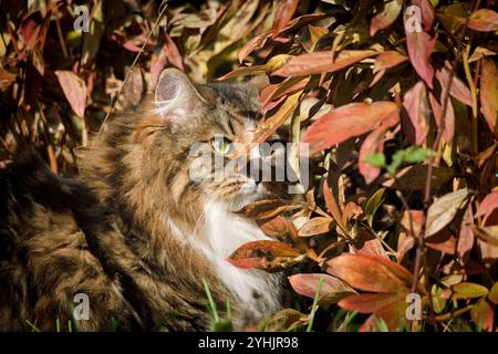 Gatto siberiano in giardino tra fiori e foglie autunnali, illuminato dai raggi del sole. Foto Stock