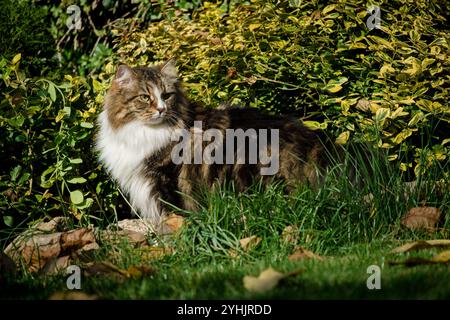 Gatto siberiano in giardino tra fiori e foglie autunnali, illuminato dai raggi del sole. Foto Stock