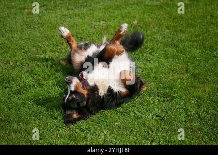 Cane da montagna bernese che rotola sulla schiena nell'erba Foto Stock