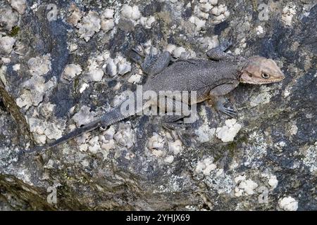 Laudakia sp. è una lucertola agamide. Agamidae è una famiglia di oltre 550 specie di lucertole iguane indigene di Africa, Asia, Australia e alcune di Sou Foto Stock