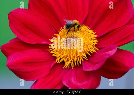 Bumblebee in rosso fiore dahlia Foto Stock