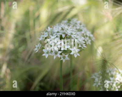 Primo piano di un fiore di erba cipollina (Allium tuberosum) su un giardino verde soffice e sognante di erbe sfocate, un'erba perenne Foto Stock