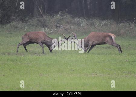 Cervo rosso (Cervus elaphus) che combatteva con la pioggia battente durante la rut, Ungheria meridionale, Ungheria, Europa, Ungheria meridionale, Ungheria, Europa Foto Stock