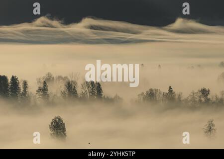 Foggy Mood, nebbia, luce del mattino, retroilluminazione, autunno, Loisach-Lake Kochel-Moor, ai piedi delle Alpi, Baviera, Germania, Europa Foto Stock