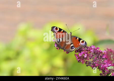 Farfalla di pavone (Inachis io) che succhia il nettare su un cespuglio di farfalle (Buddleja davidii), in un ambiente naturale selvaggio, in primo piano, nella fauna selvatica, negli insetti, Foto Stock