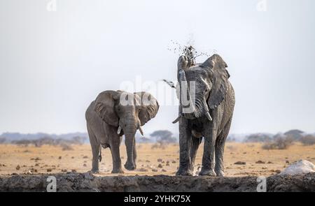 Elefante africano (Loxodonta africana), due elefanti, che si bagnano alla sorgente, spruzzano acqua dai loro tronchi, alla luce della sera, Nxai Pan Natio Foto Stock