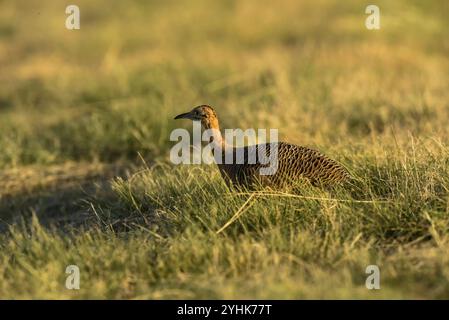 Tinamou alato rosso, Rhynchotus rufescens, provincia di la Pampa, Argentina Foto Stock