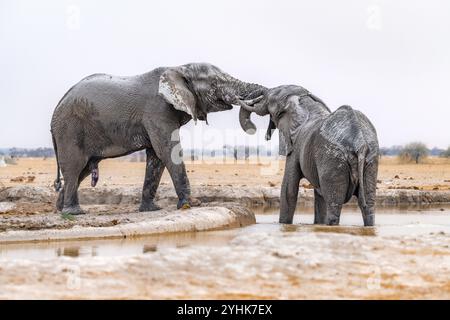 Elefante africano (Loxodonta africana), maschio adulto, due elefanti che combattono con i loro tronchi, uno in acqua, in una pozza d'acqua, Nxai Pan Natio Foto Stock