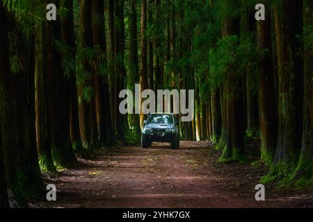 Pur non essendo nativo delle Azzorre, gli alberi di cedro rosso giapponesi hanno prosperato nel suolo vulcanico e nel clima umido delle isole, creando un impressionante e torreggiante f Foto Stock