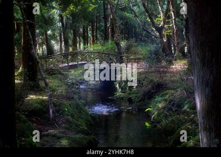 Pur non essendo nativo delle Azzorre, gli alberi di cedro rosso giapponesi hanno prosperato nel suolo vulcanico e nel clima umido delle isole, creando un impressionante e torreggiante f Foto Stock