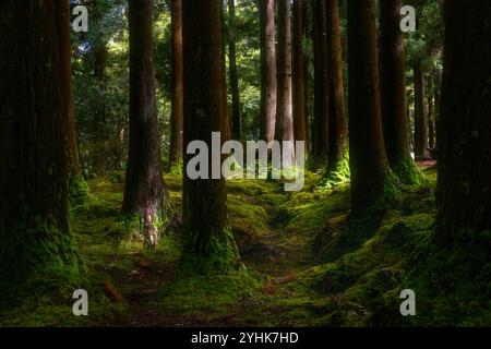 Pur non essendo nativo delle Azzorre, gli alberi di cedro rosso giapponesi hanno prosperato nel suolo vulcanico e nel clima umido delle isole, creando un impressionante e torreggiante f Foto Stock