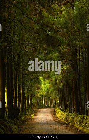 Pur non essendo nativo delle Azzorre, gli alberi di cedro rosso giapponesi hanno prosperato nel suolo vulcanico e nel clima umido delle isole, creando un impressionante e torreggiante f Foto Stock