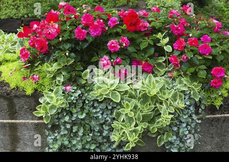 Camellia japonica, Common Camellia, Sedum spurium, Stonecrop a due file, Dichondra repens 'Emerald Falls', Sedum, Stonecrop Growing in Grey concrete cont Foto Stock