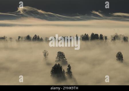 Foggy Mood, nebbia, luce del mattino, retroilluminazione, autunno, Loisach-Lake Kochel-Moor, ai piedi delle Alpi, Baviera, Germania, Europa Foto Stock