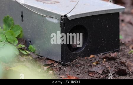 Elmshorn, Germania. 12 novembre 2024. Un topo guarda fuori dall'apertura di una trappola per topi accanto ai bidoni della spazzatura in una zona residenziale. Crediti: Marcus Brandt/dpa/Alamy Live News Foto Stock